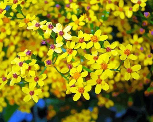 Ethiopian Flower Paint by number