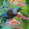 Honeyeater Tui Bird Paint by numbers