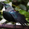 Honeyeater Tui Paint by numbers