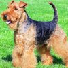 Welsh Terrier Dog paint by numbers