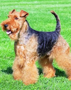 Welsh Terrier Dog paint by numbers