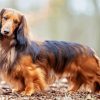 Long Haired Dachshund paint by numbers