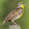 Meadowlark Bird paint by numbers