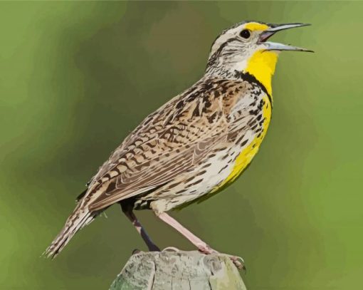 Meadowlark Bird paint by numbers