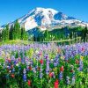 Mount Rainier paint by number