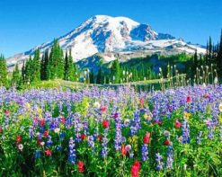 Mount Rainier paint by number