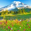 Mount Rainier Paradise paint by number