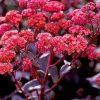 Pink Sedum Flowers paint by numbers