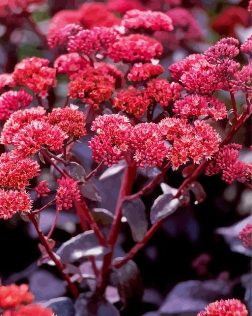 Pink Sedum Flowers paint by numbers