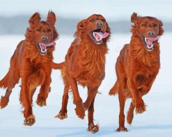 Running Irish Setter Dogs paint by numbers