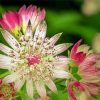 Sedum Flowers paint by numbers