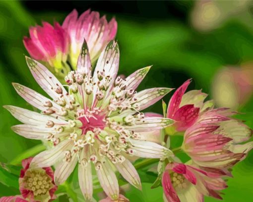 Sedum Flowers paint by numbers