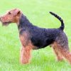 Cute Welsh Terrier Dog paint by numbers