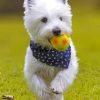 West Highland White Terrier Playing paint by numbers