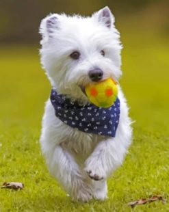 West Highland White Terrier Playing paint by numbers