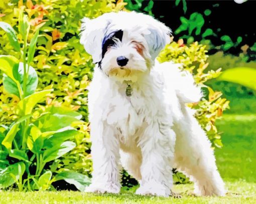 White Tibetan Terrier In Garden paint by numbers