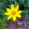 Yellow Ethiopian Flower Paint by numbers