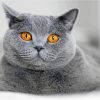 yellow eyes British Shorthair cat paint by numbers