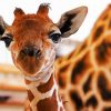 Baby Giraffe paint by numbers