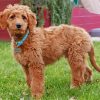 Beautiful Goldendoodle paint by numbers