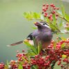 Bird And Red Berries paint by numbers