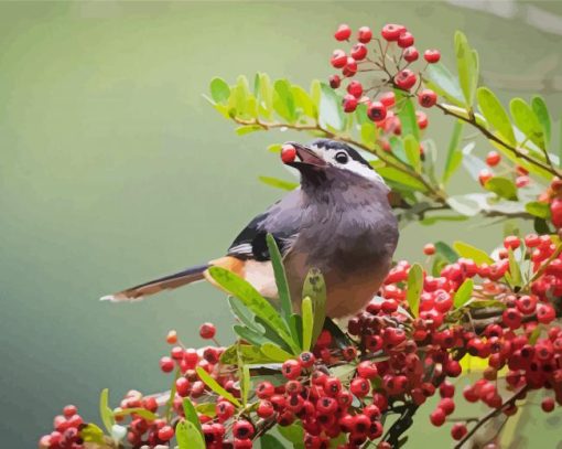 Bird And Red Berries paint by numbers