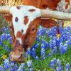 Bluebonnets And Langhorn paint by number