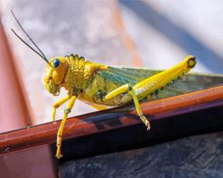 Desert Locust Insect paint by numbers