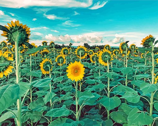 Facing Sunflowers Field paint by numbers