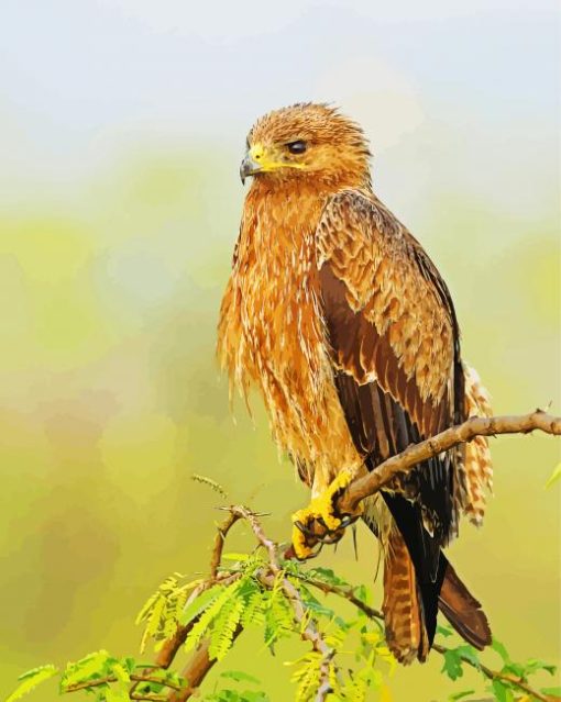 Indian Spotted Eagle Bird paint by numbers