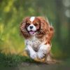 King Charles Cavalier paint by numbers