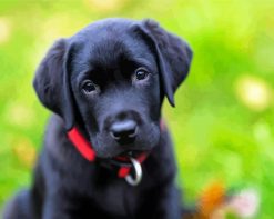 Labrador Puppy paint by numbers