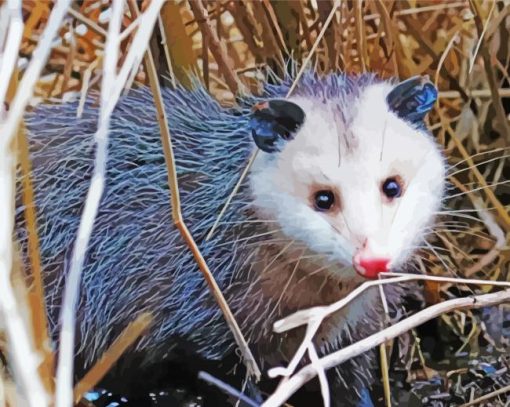 Opossums Animal paint by numbers