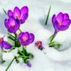 Purple Flowers In Snow paint by numbers