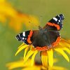 Red Admiral Butterfly Insect paint by numbers