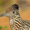 Roadrunner Head paint by numbers