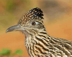 Roadrunner Head paint by numbers