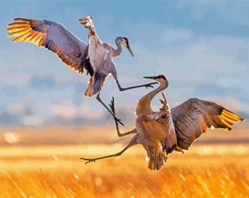 Sandhill Crane Fighting paint by numbers