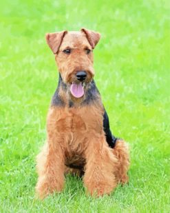 Welsh Terrier dog animal paint by numbers