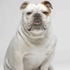 White Bulldog Breed paint by numbers