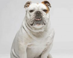 White Bulldog Breed paint by numbers