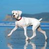 White Boxer With Docked Tail On Beach paint by numbers