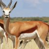 Wild Springbok paint by number