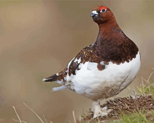 Willow Ptarmigan paint by numbers