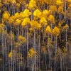 Aspen Trees paint by numbers