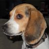 Beagle Dog Animal paint by numbers