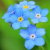 Forget Me Not Flowers paint by numbers