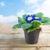 Blue Potted Primrose Auriculas paint by numbers