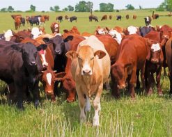 Cattles Grazing paint by numbers