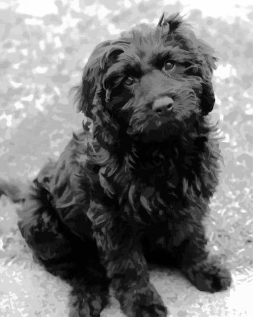 cute Black cavoodle paint by numbers